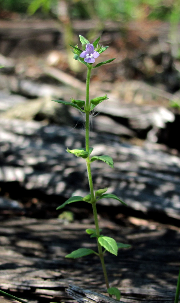 Image of Ziziphora acinos specimen.