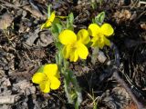 Viola uniflora