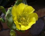 genus Opuntia. Цветок. Египет, окр. Марса-Алама, территория отеля. 1 мая 2010 г.