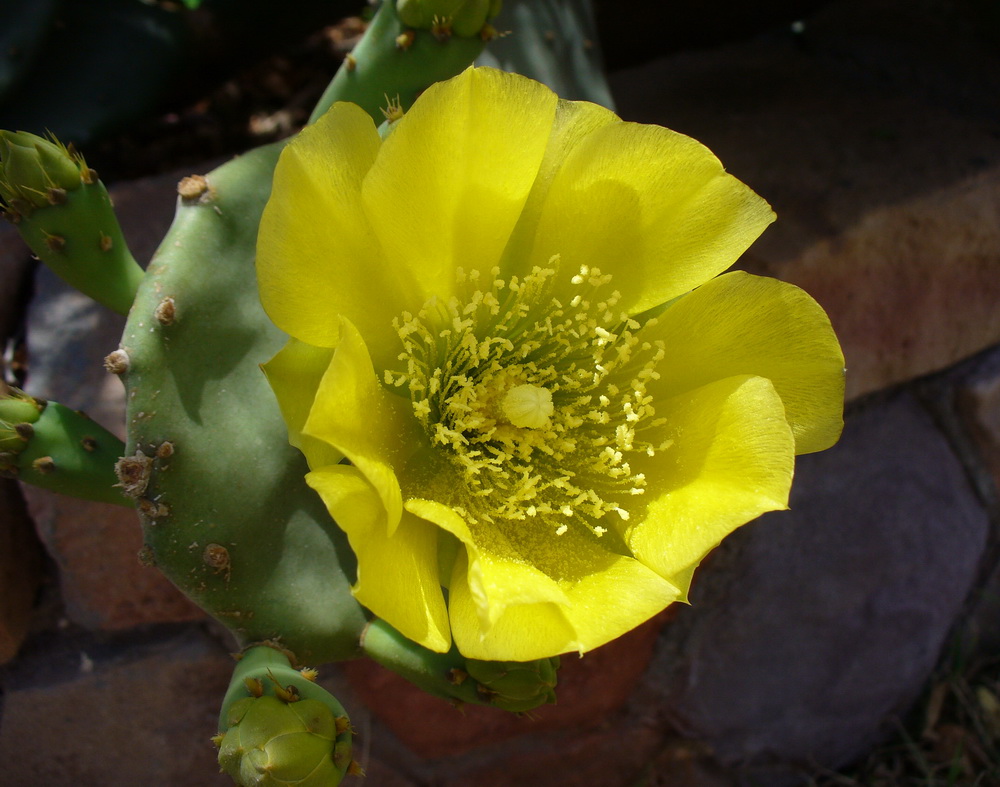 Image of genus Opuntia specimen.