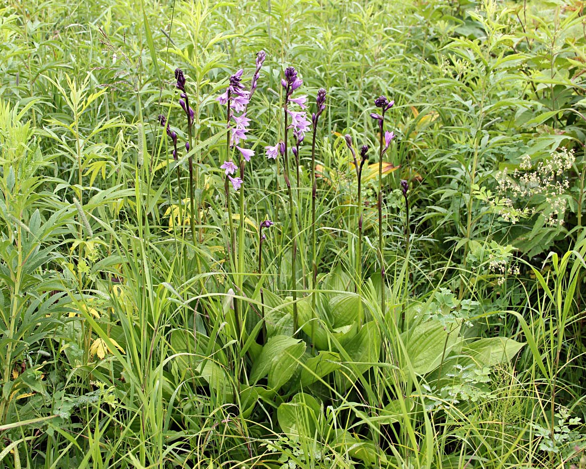 Image of Hosta rectifolia specimen.