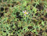 Fagonia paulayana. Верхушка побега с цветком. Сокотра, плато Хомхи. 29.12.2013.