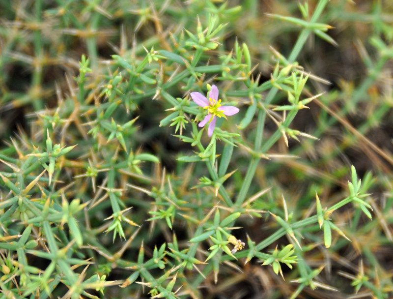 Image of Fagonia paulayana specimen.