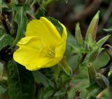 Oenothera glazioviana