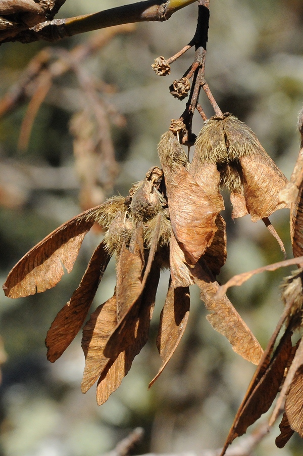 Изображение особи Acer macrophyllum.