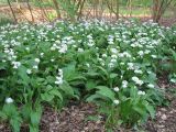 Allium ursinum. Цветущие растения в городском парке. Нидерланды, Гронинген. Апрель 2006 г.