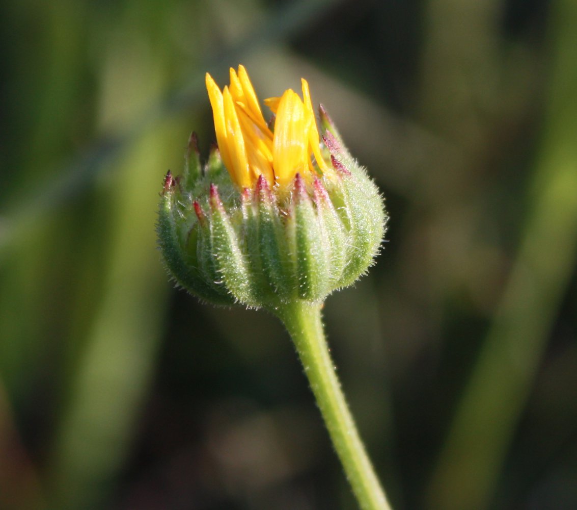 Image of Calendula palaestina specimen.