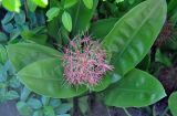 Scadoxus multiflorus. Цветущее растение. Таиланд, остров Тао. 27.06.2013.