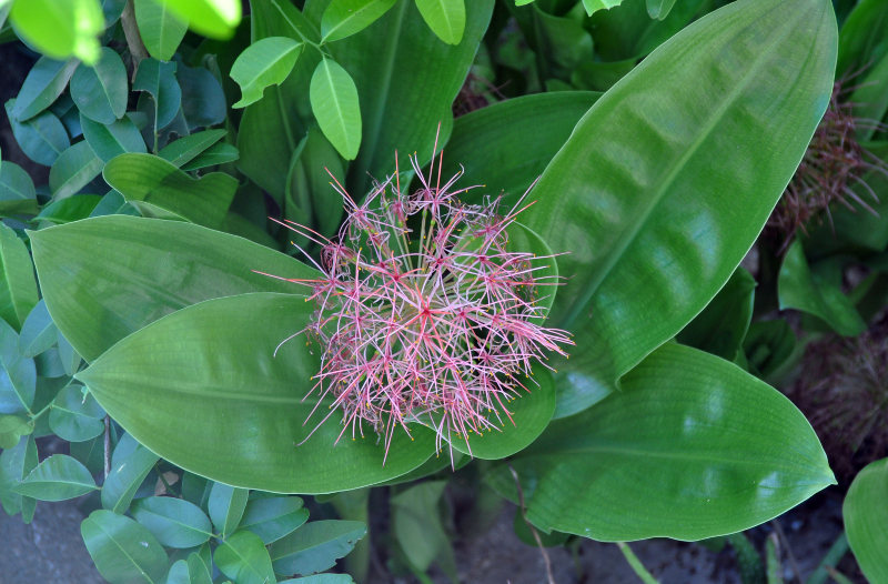 Image of Scadoxus multiflorus specimen.