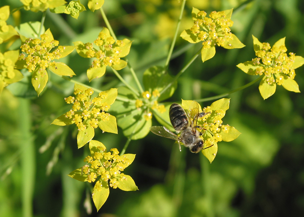 Изображение особи Bupleurum longifolium ssp. aureum.