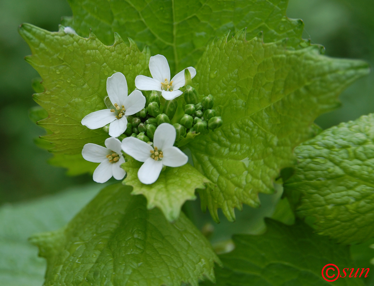 Image of Alliaria petiolata specimen.