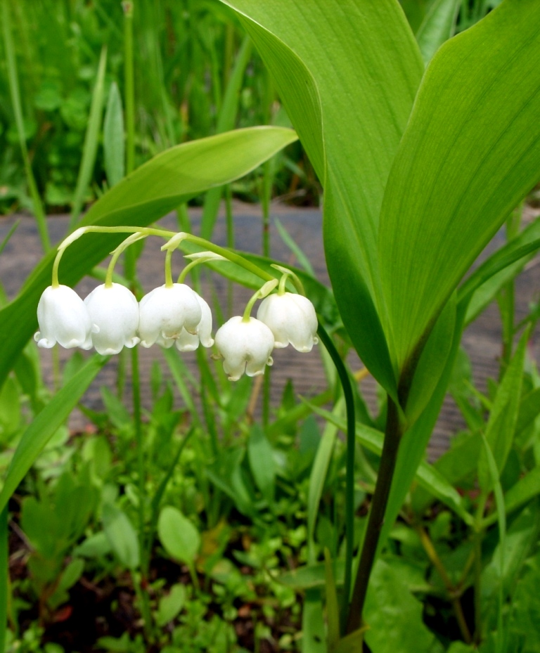 Image of Convallaria keiskei specimen.