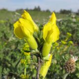 Chamaecytisus colchicus