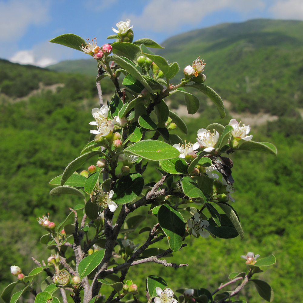 Image of Cotoneaster suavis specimen.