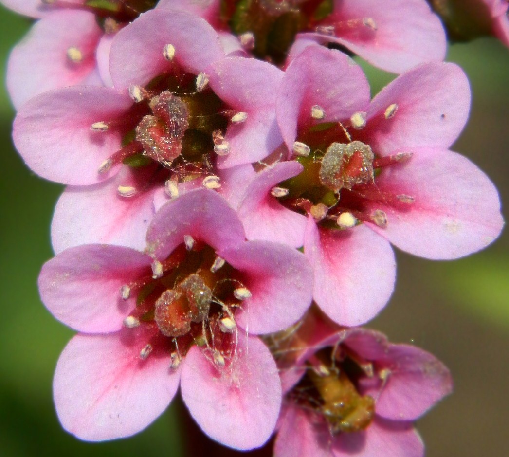 Image of Bergenia crassifolia specimen.
