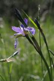 Iris sibirica. Верхушка побега с цветком и бутонами. Ленинградская обл., пойма р. Луга у дер. Кемка. 13.06.2009.