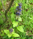 Ajuga genevensis