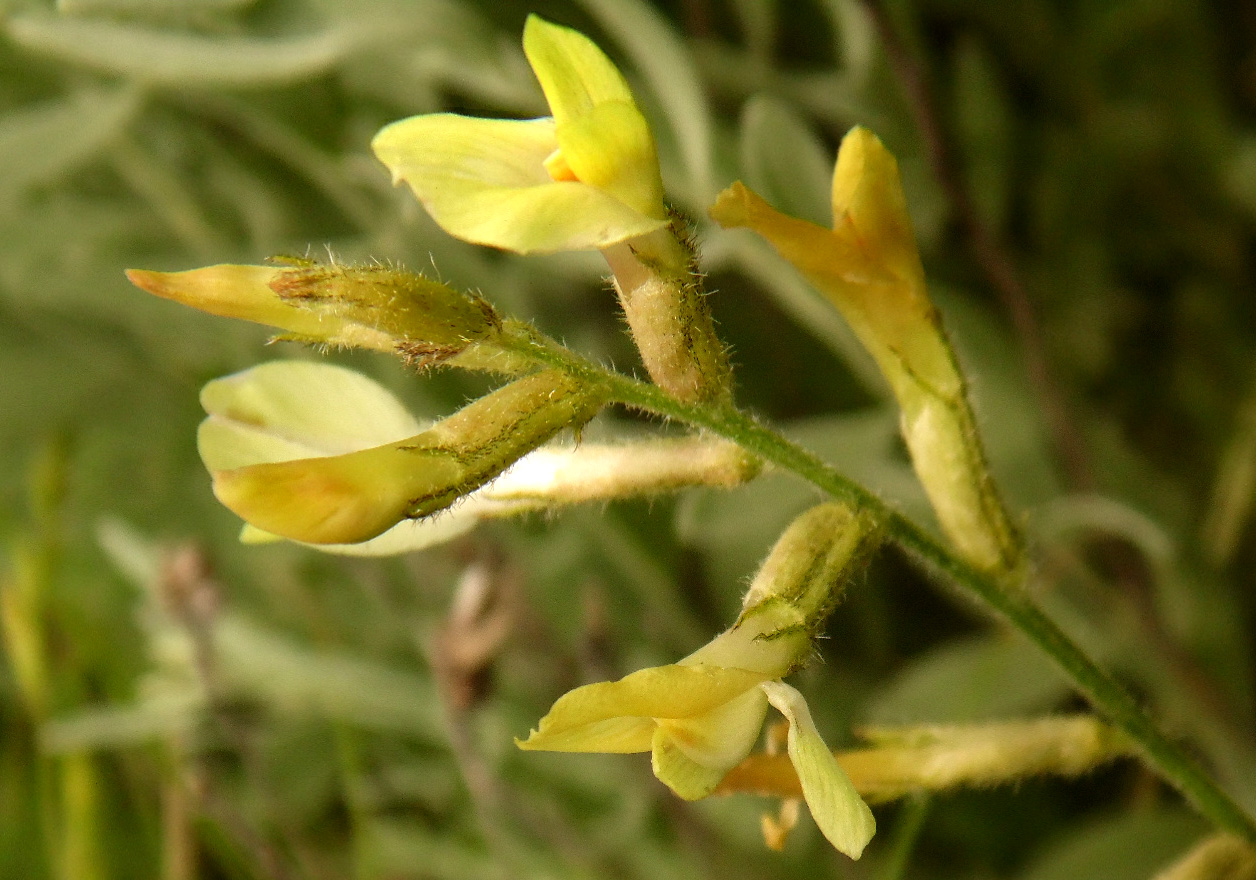 Image of Astragalus pallescens specimen.