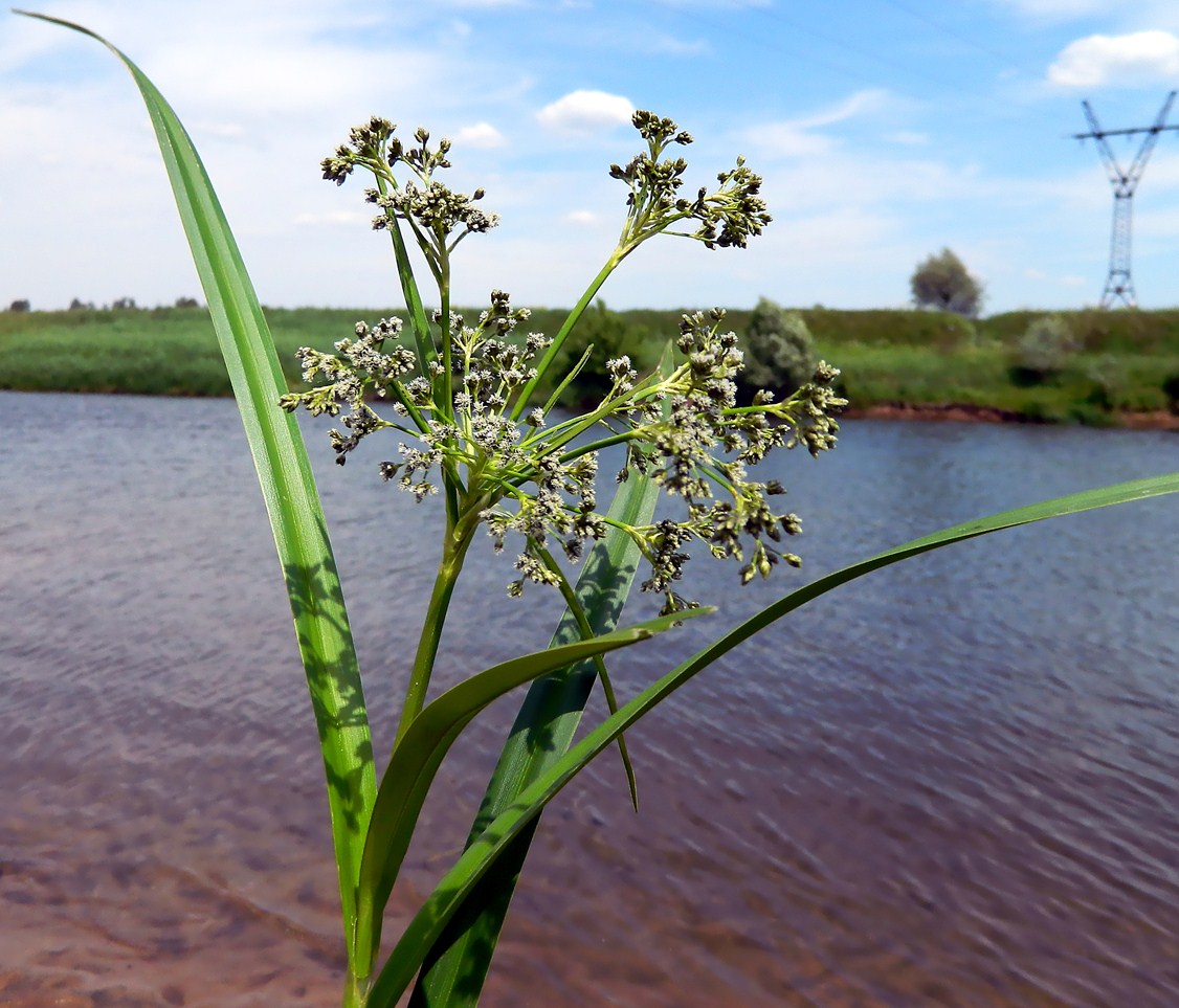 Изображение особи Scirpus sylvaticus.