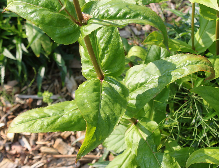 Image of Penstemon digitalis specimen.