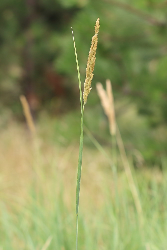 Image of Calamagrostis glomerata specimen.