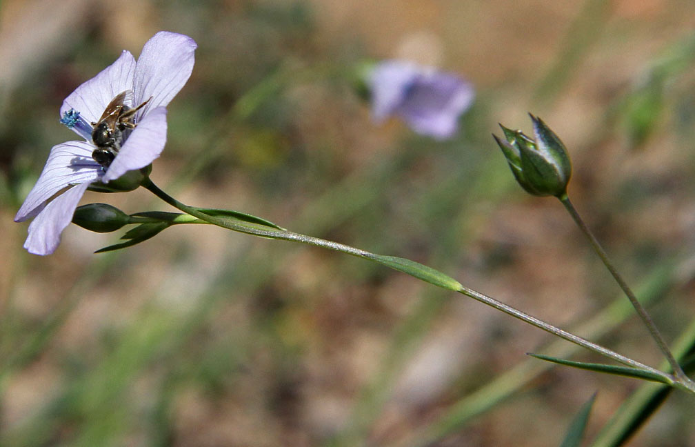 Изображение особи Linum bienne.