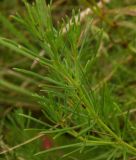 Galium volhynicum