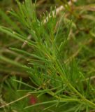 Galium volhynicum