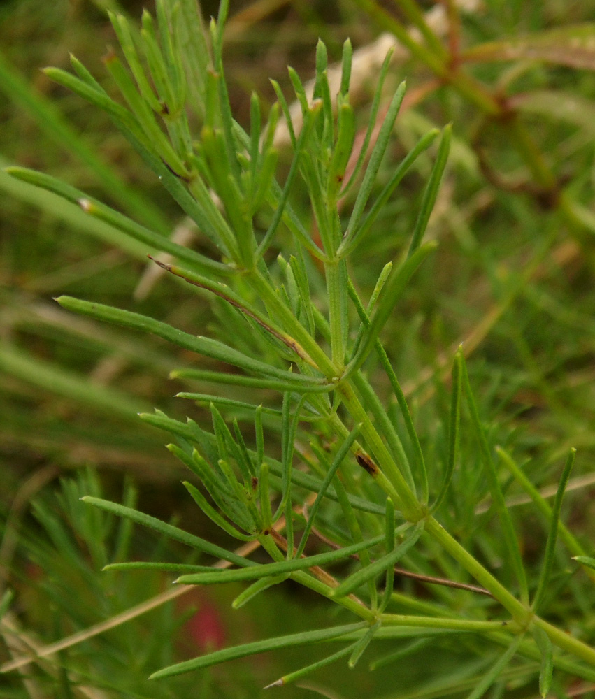 Image of Galium volhynicum specimen.