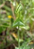 Blackstonia perfoliata
