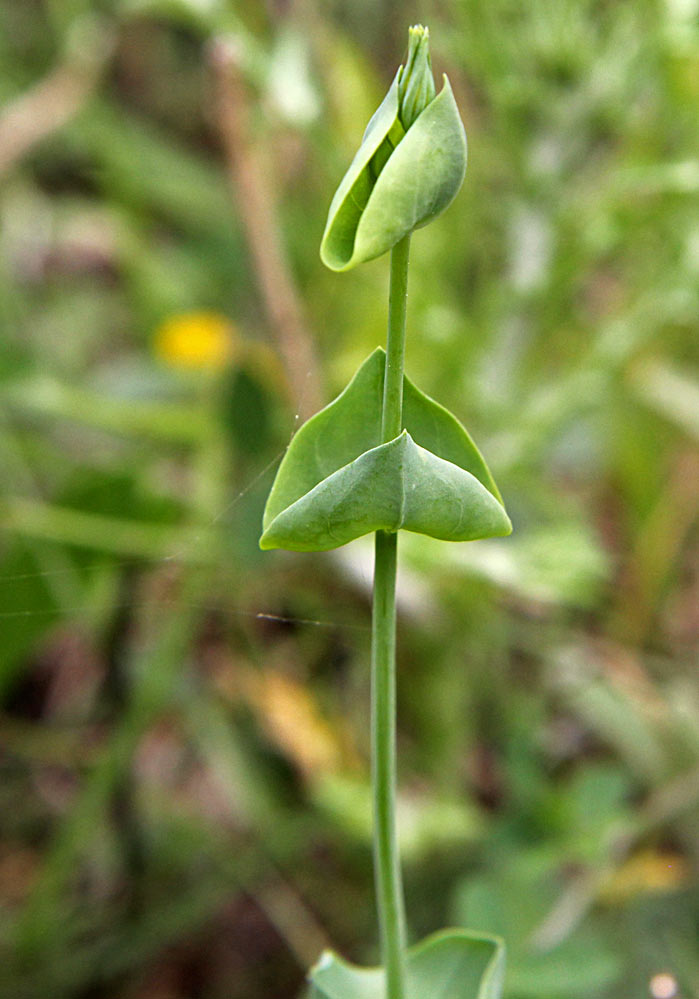 Изображение особи Blackstonia perfoliata.