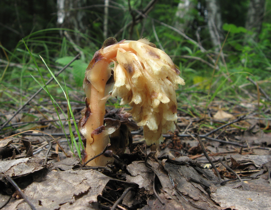 Image of Hypopitys monotropa specimen.