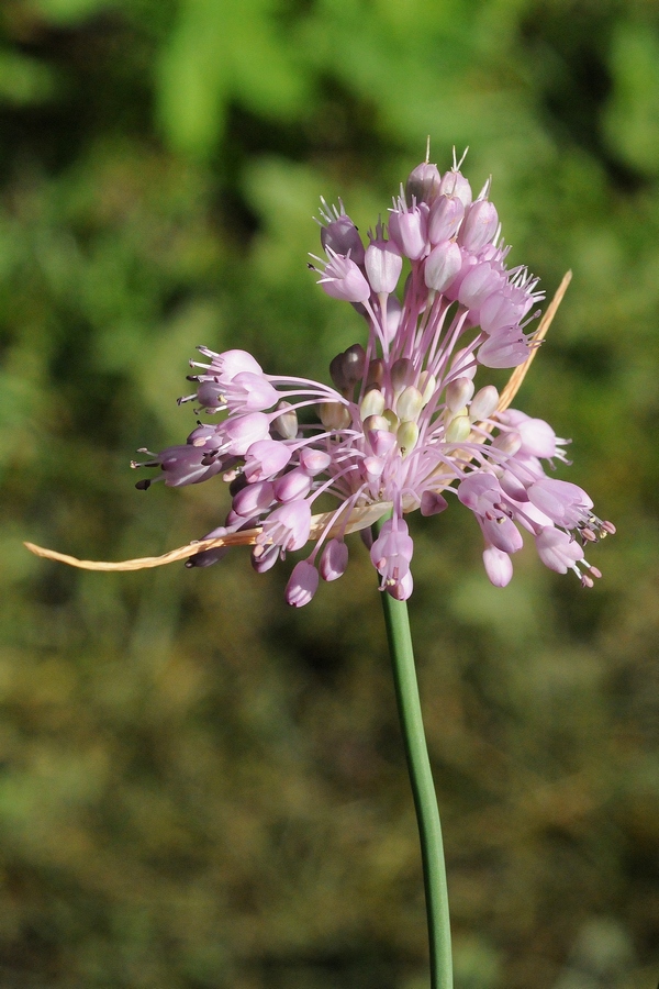 Изображение особи Allium stamineum.