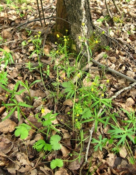 Изображение особи Ranunculus auricomus.