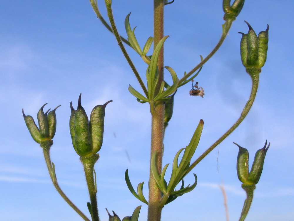 Image of Aconitum ambiguum specimen.