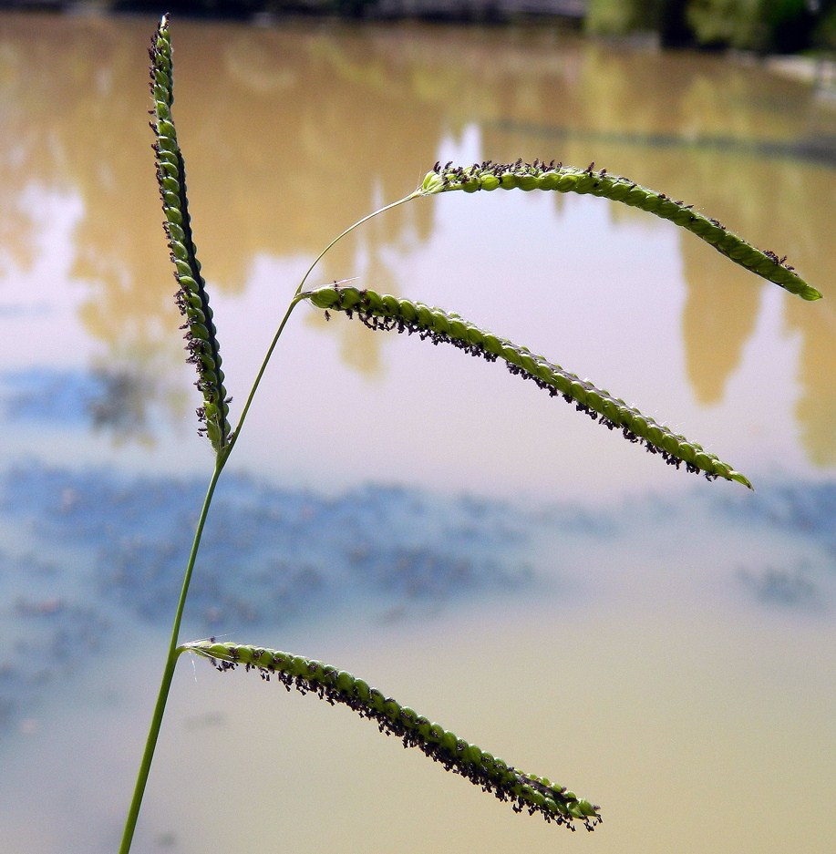 Изображение особи Paspalum dilatatum.