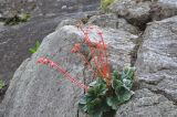 Begonia veitchii