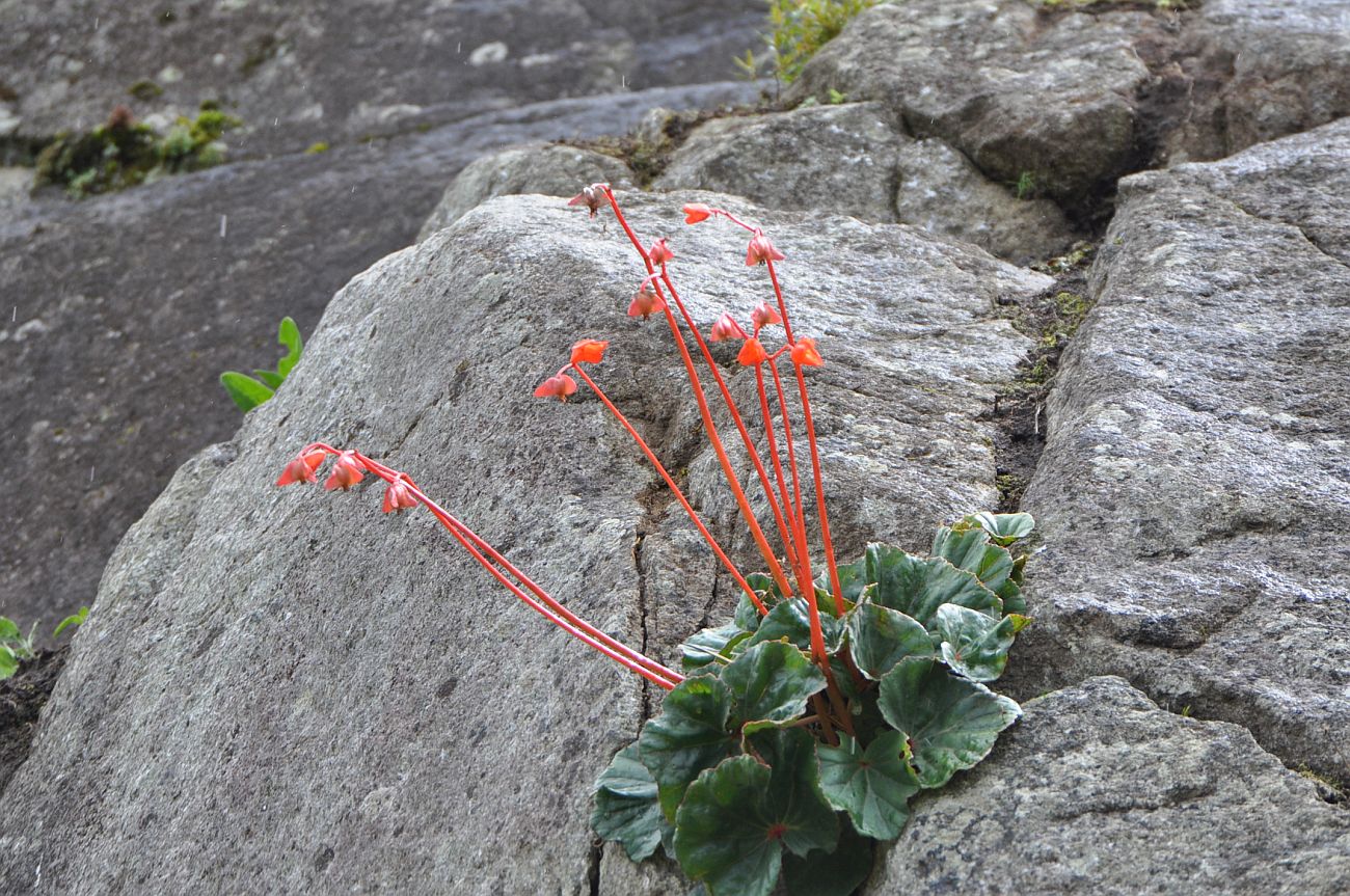Image of Begonia veitchii specimen.