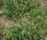 Persicaria lapathifolia. Цветущее растение. Московская обл., Раменский р-н, окр. ж.-д. платформы Хрипань, окраина поля. 28.08.2014.