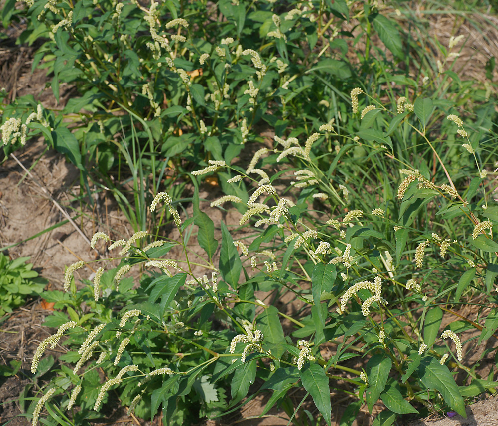 Изображение особи Persicaria lapathifolia.