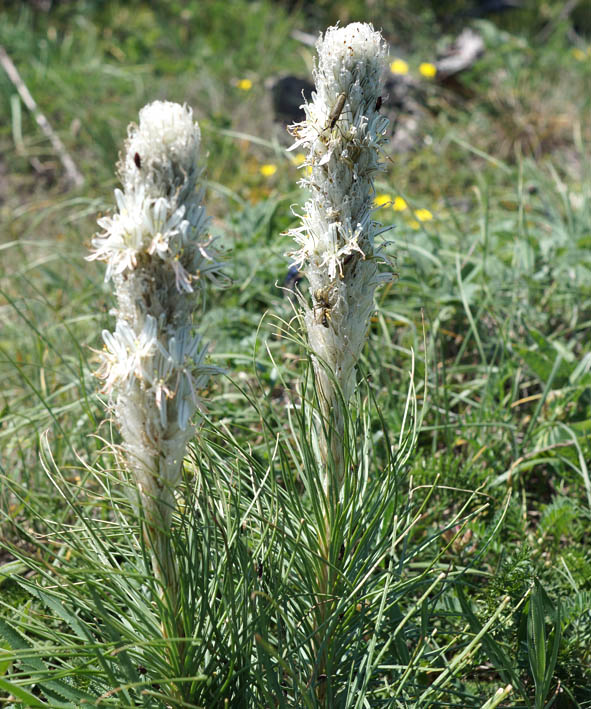 Image of Asphodeline taurica specimen.