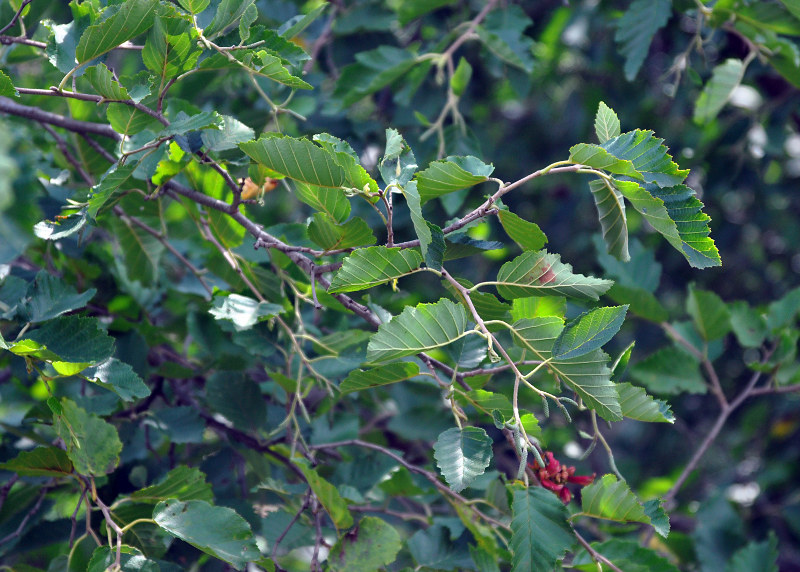 Изображение особи Alnus barbata.