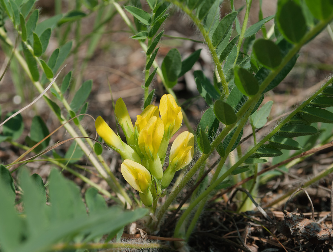 Изображение особи Astragalus schanginianus.