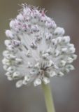 Allium guttatum