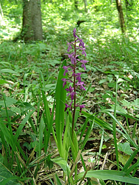 Изображение особи Orchis mascula.