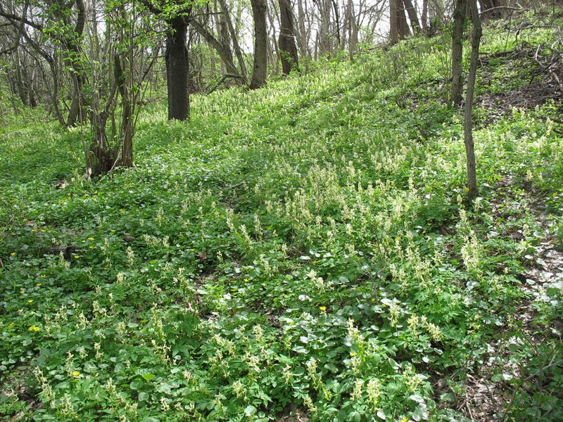 Изображение особи Corydalis marschalliana.