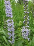 Veronica longifolia. Соцветия. Респ. Коми, г. Сыктывкар, берег р. Сысола, луг. 31.07.2009.