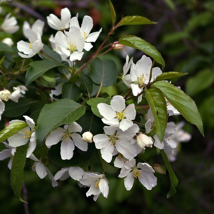 Image of Malus baccata specimen.