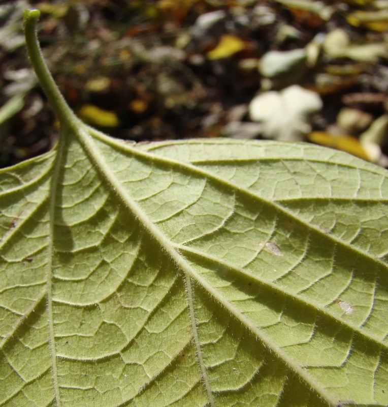 Image of genus Celtis specimen.