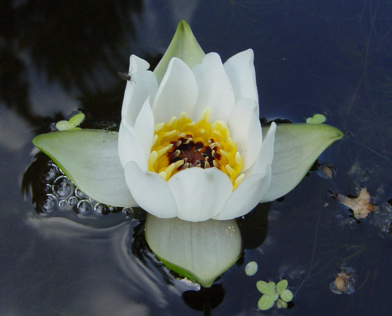 Изображение особи Nymphaea tetragona.